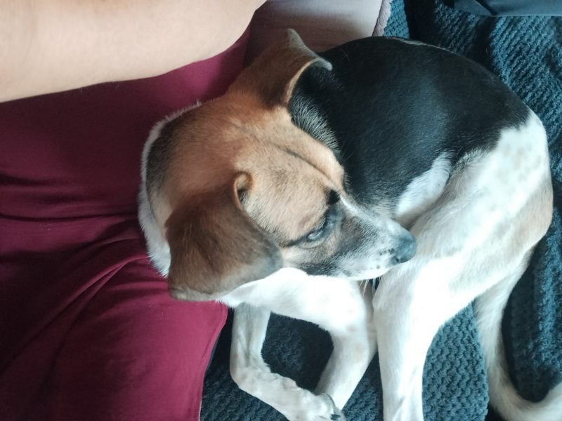 Evelyne et Roger, gardent votre bien, pouponnent vos animaux et entretiennent votre extérieur.