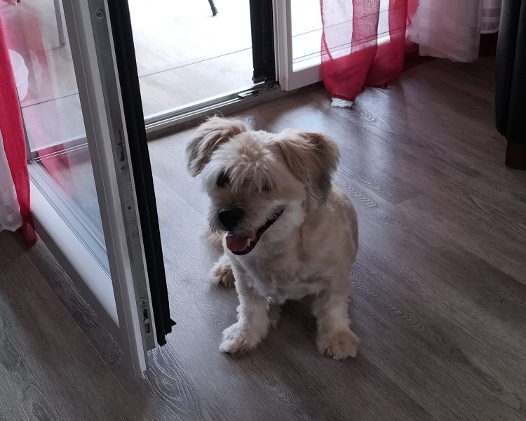 Evelyne et Roger, gardent votre bien, pouponnent vos animaux et entretiennent votre extérieur.