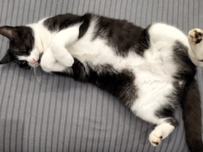 Evelyne et Roger, gardent votre bien, pouponnent vos animaux et entretiennent votre extérieur.