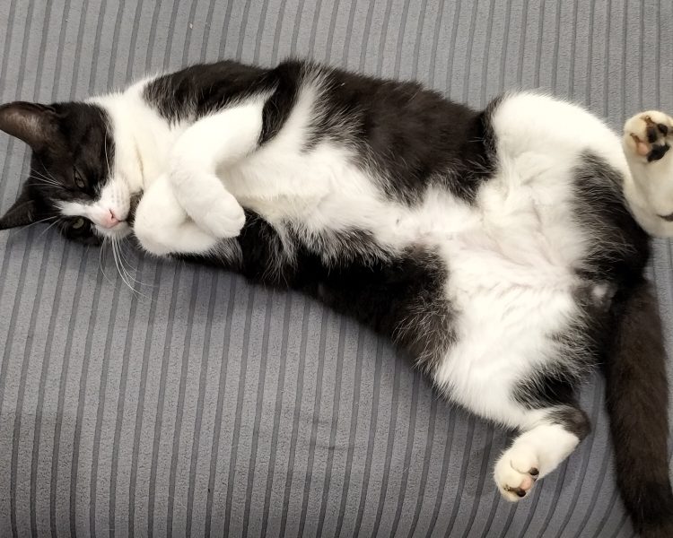 Evelyne et Roger, gardent votre bien, pouponnent vos animaux et entretiennent votre extérieur.