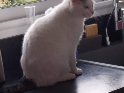 Evelyne et Roger, gardent votre bien, pouponnent vos animaux et entretiennent votre extérieur.