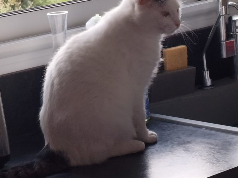 Evelyne et Roger, gardent votre bien, pouponnent vos animaux et entretiennent votre extérieur.