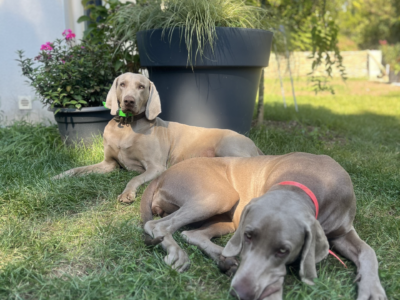 Garde maison chien et chat