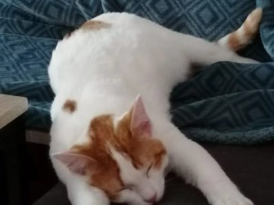 Maison de campagne aux portes de la forêt de Brocéliande