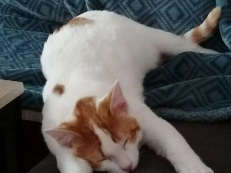 Maison de campagne aux portes de la forêt de Brocéliande