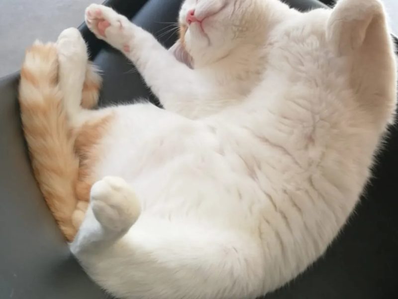 Maison de campagne aux portes de la forêt de Brocéliande