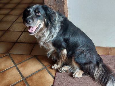 Cherche gardien pour nos animaux