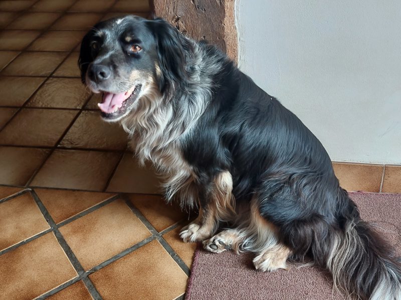 Cherche gardien pour nos animaux
