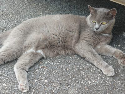 Cherche gardien pour nos animaux