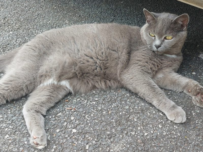 Cherche gardien pour nos animaux